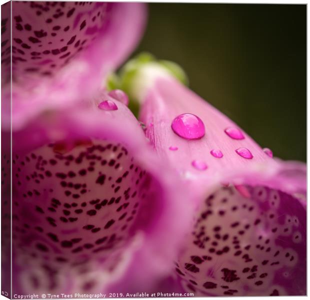 Water Drop on a Foxglove  Canvas Print by Tyne Tees Photography