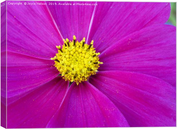 A close up of view of a garden cosmos  Canvas Print by Joyce Nelson
