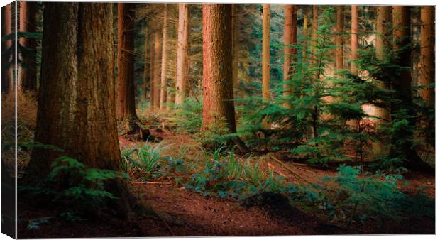 Magical Forest Canvas Print by Ben Hatwell