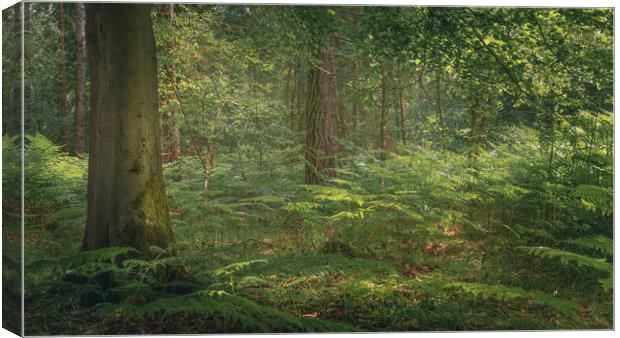 Ashdown Forest Landscape  Canvas Print by Ben Hatwell