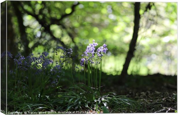 Bluebell woods Canvas Print by Tracey Wood