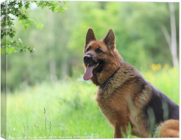 German Shepherd Canvas Print by Tracey Wood