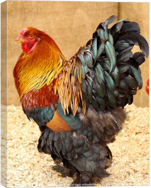 Mr Rooster Canvas Print by Tony Williams. Photography email tony-williams53@sky.com