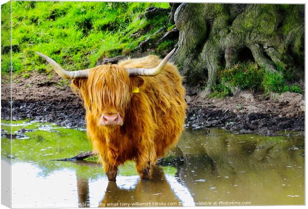 A brown cow standing next to a body of water Canvas Print by Tony Williams. Photography email tony-williams53@sky.com