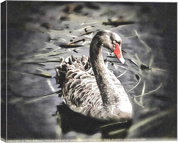 Black Swan Canvas Print by Tony Williams. Photography email tony-williams53@sky.com