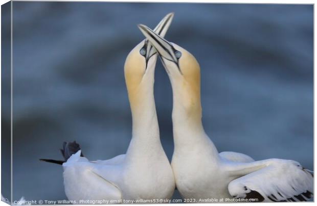 Courting Gannets  Canvas Print by Tony Williams. Photography email tony-williams53@sky.com