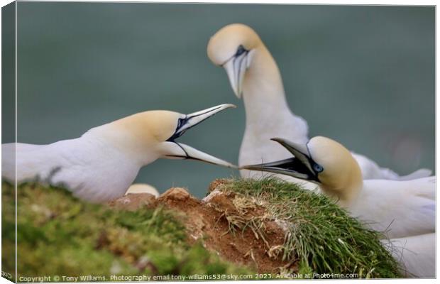 Two gannets bickering  Canvas Print by Tony Williams. Photography email tony-williams53@sky.com