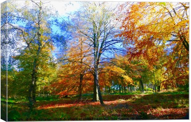  Beautiful Autumn Canvas Print by Tony Williams. Photography email tony-williams53@sky.com