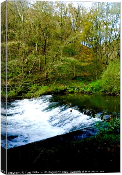  Trees and Water Canvas Print by Tony Williams. Photography email tony-williams53@sky.com