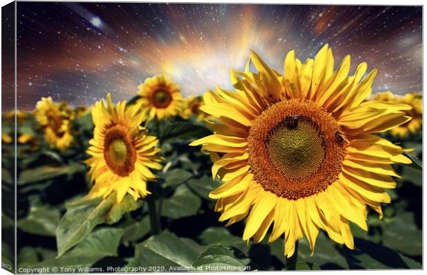 Starburst of Sunflowers Canvas Print by Tony Williams. Photography email tony-williams53@sky.com