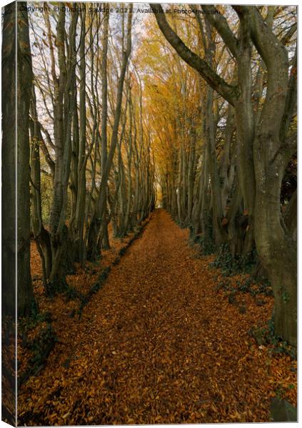 Autumn Avenue  Canvas Print by Duncan Savidge