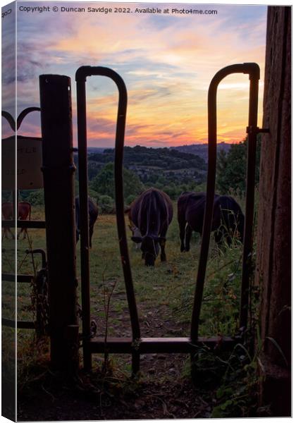 Cow's at Sunset over Bath Canvas Print by Duncan Savidge