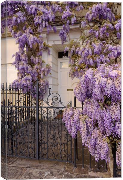 Wisteria in Bath Canvas Print by Duncan Savidge