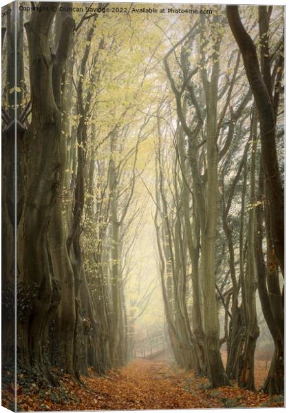 A line of trees in a forest Canvas Print by Duncan Savidge