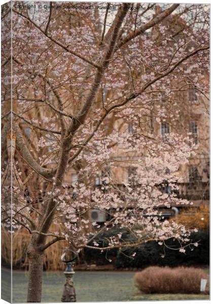 Moody Spring in Parade Gardens Bath Canvas Print by Duncan Savidge
