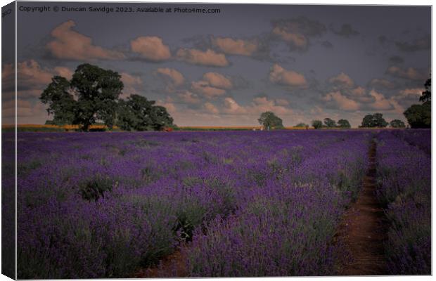 Somerset Lavender Field  Canvas Print by Duncan Savidge