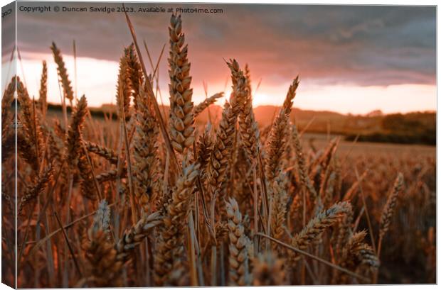 Wheat Field at sunset Canvas Print by Duncan Savidge