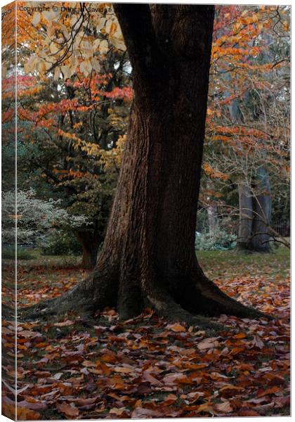 Autumn tree in the Botanical Gardens Bath Canvas Print by Duncan Savidge