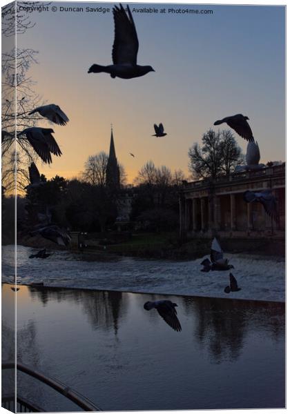 Pigeons in flight in Bath Canvas Print by Duncan Savidge