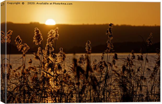 Chew Valley lake sunset through the reeds Canvas Print by Duncan Savidge
