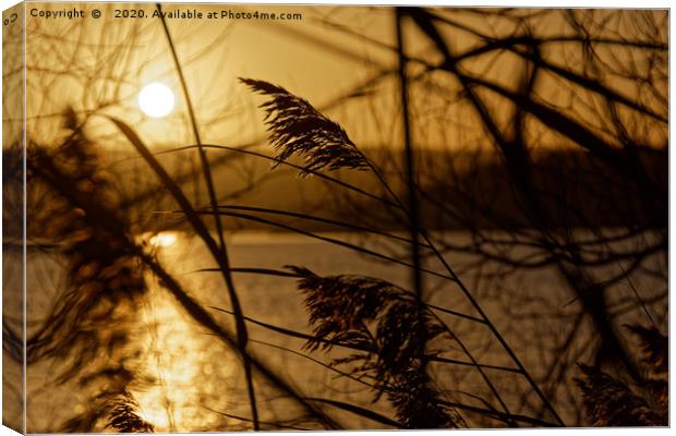 Chew Valley lake sunset through the reeds Canvas Print by Duncan Savidge