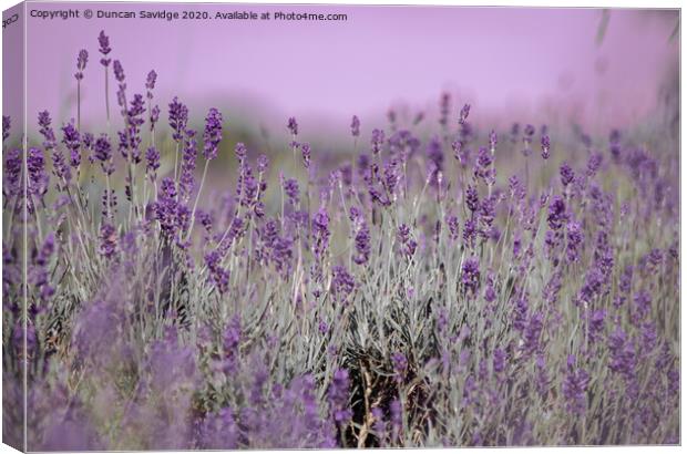 Artistic Lavender in somerset  Canvas Print by Duncan Savidge