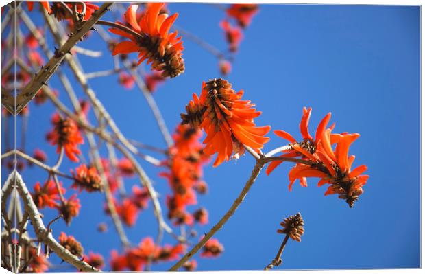 Common Coral Tree                                  Canvas Print by John Robertson