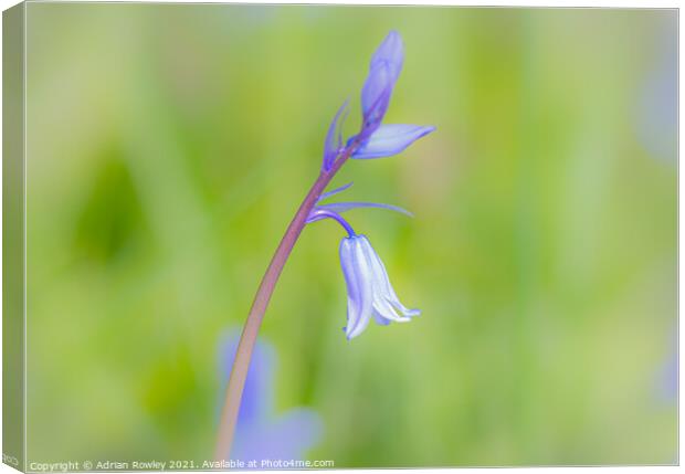 Bluebell soft focus Canvas Print by Adrian Rowley