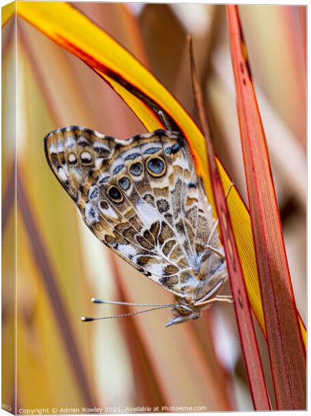 Painted Lady Canvas Print by Adrian Rowley