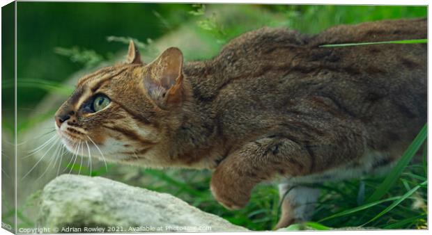Sri Lankan Rusty Spotted Cat Canvas Print by Adrian Rowley
