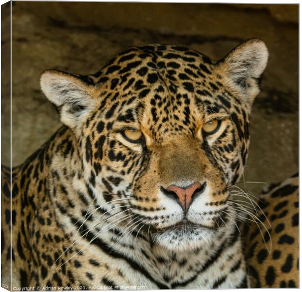 Jaguar Canvas Print by Adrian Rowley