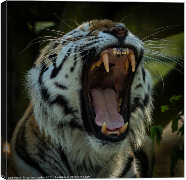 Animal  Canvas Print by Adrian Rowley