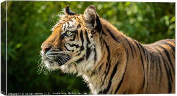Nias the Sumatran Tiger Canvas Print by Adrian Rowley