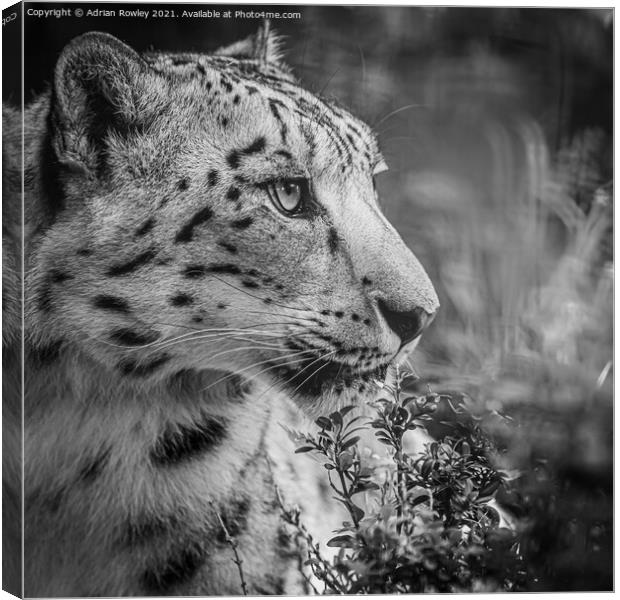 A close up of a snow leopard Canvas Print by Adrian Rowley