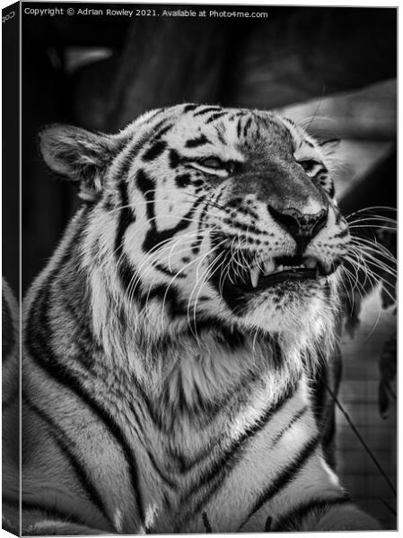 Sumatran Tiger in monochrome Canvas Print by Adrian Rowley