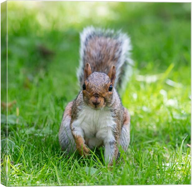 A squirrel face off Canvas Print by Adrian Rowley