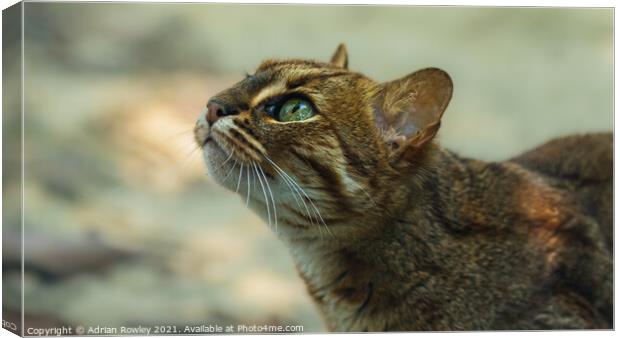 Sri Lankan Rusty Spotted Cat Canvas Print by Adrian Rowley
