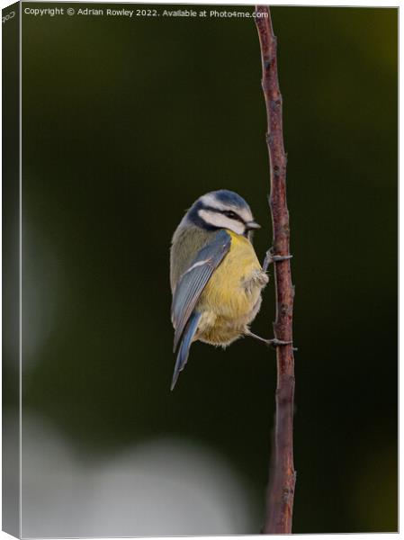 Blue Tit Canvas Print by Adrian Rowley