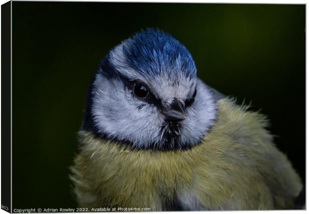 Blue Tit in Portrait Canvas Print by Adrian Rowley