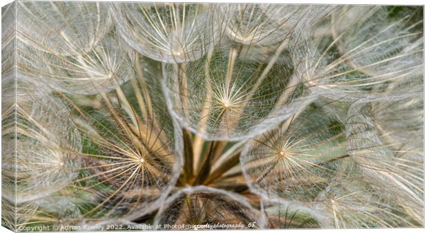 Dandelion close up and macro shot Canvas Print by Adrian Rowley
