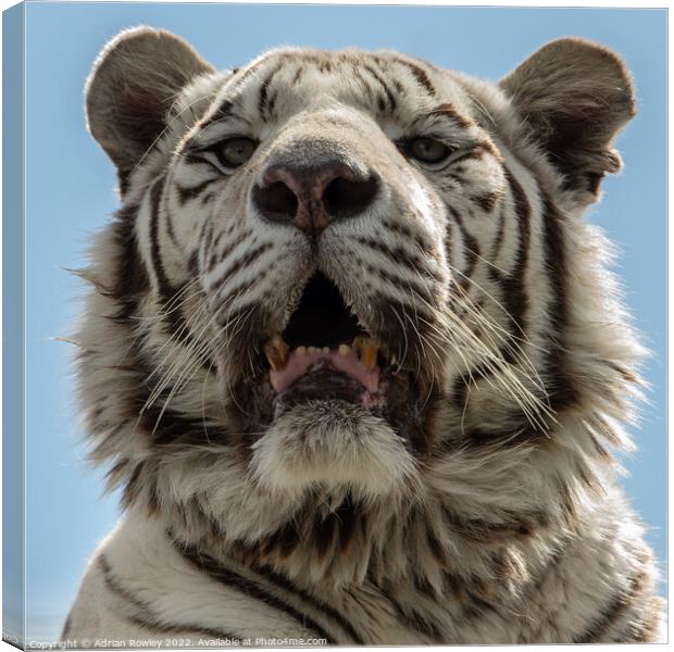 White Tiger Canvas Print by Adrian Rowley