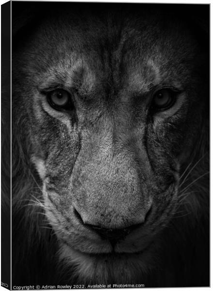 Male lion in monochrome Canvas Print by Adrian Rowley