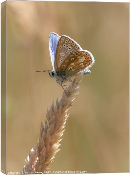 Brilliant Blue Butterfly Canvas Print by Adrian Rowley