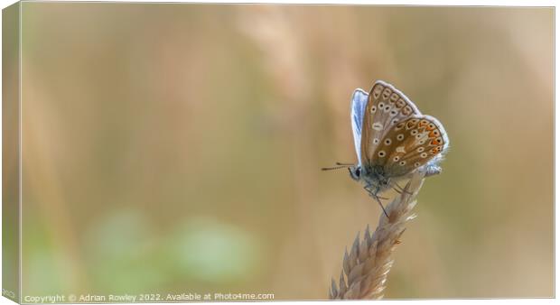 Heavenly Blue Butterfly Canvas Print by Adrian Rowley