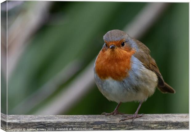 Portrait of a Robin Canvas Print by Adrian Rowley