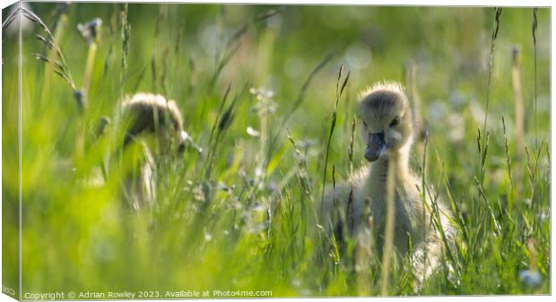 A Canada Goose gosling grazing in the Spring meado Canvas Print by Adrian Rowley