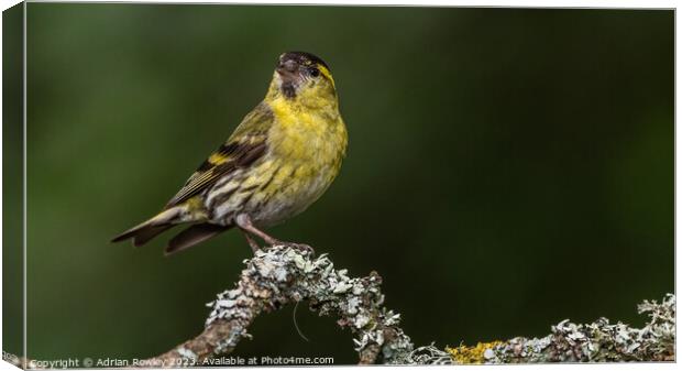 Radiant Yellow Siskin on Lichen covered Tree Branc Canvas Print by Adrian Rowley