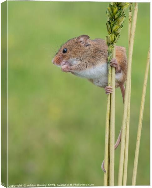 Harvest Mice balancing act Canvas Print by Adrian Rowley