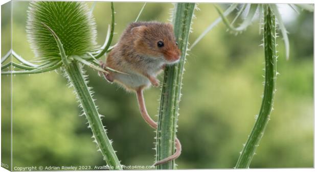 Delicate Dance of the Harvest Mouse Canvas Print by Adrian Rowley