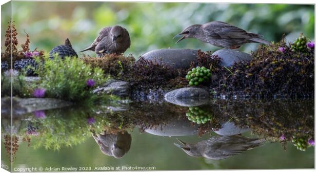 Fledgling Starlings in reflection Canvas Print by Adrian Rowley